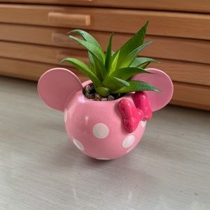 Minnie Mouse succulent